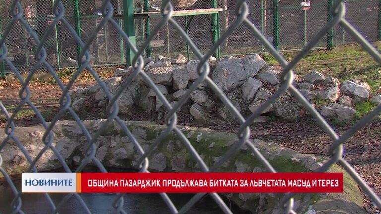 Община Пазарджик продължава битката за лъвчетата Масуд и Терез