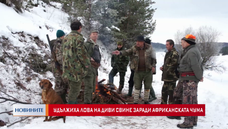 Удължиха лова на диви свине заради африканската чума