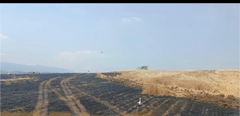 Пожар унищожи 30 декара с посеви в района на Радилово