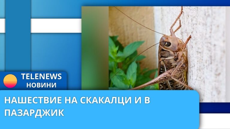 Нашествие на скакалци и в Пазарджик