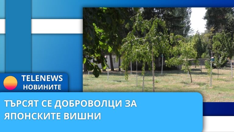 Търсят се доброволци за японските вишни